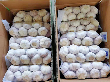 RED garlic 1KG