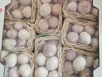 Single head garlic