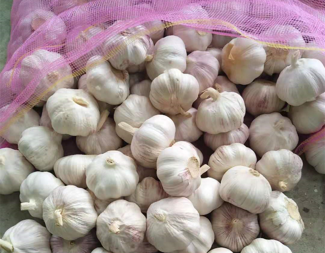 Red garlic 20kgs bag