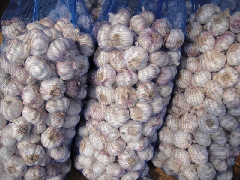 20KG BAGS
