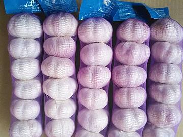 NORMAL WHITE GARLIC 6PCS