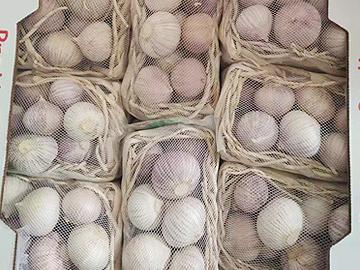 Single head garlic
