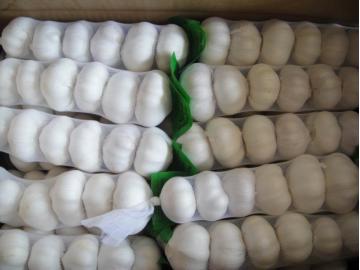 Pure White Garlic  6PCS