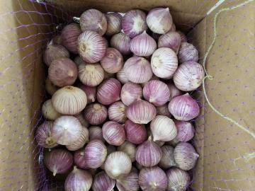 Single clove garlic