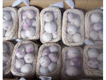 SOLO GARLIC IN BASKET