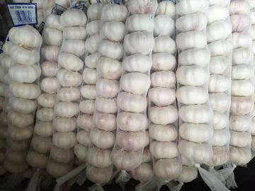 Red garlic 500G