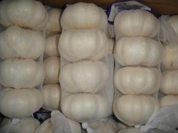 WHITE GARLIC  4PCS