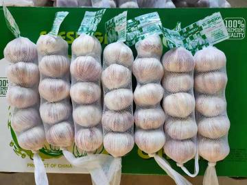 Red garlic 5PCS