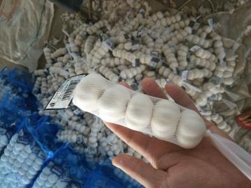 White garlic 5PCS