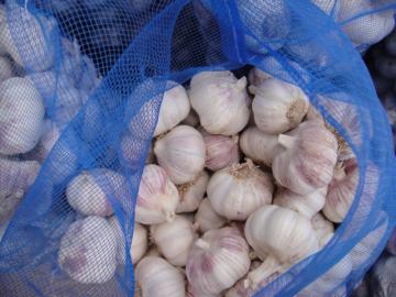 garlic in mesh bags