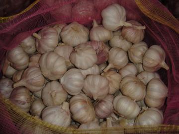 20KG BAGS